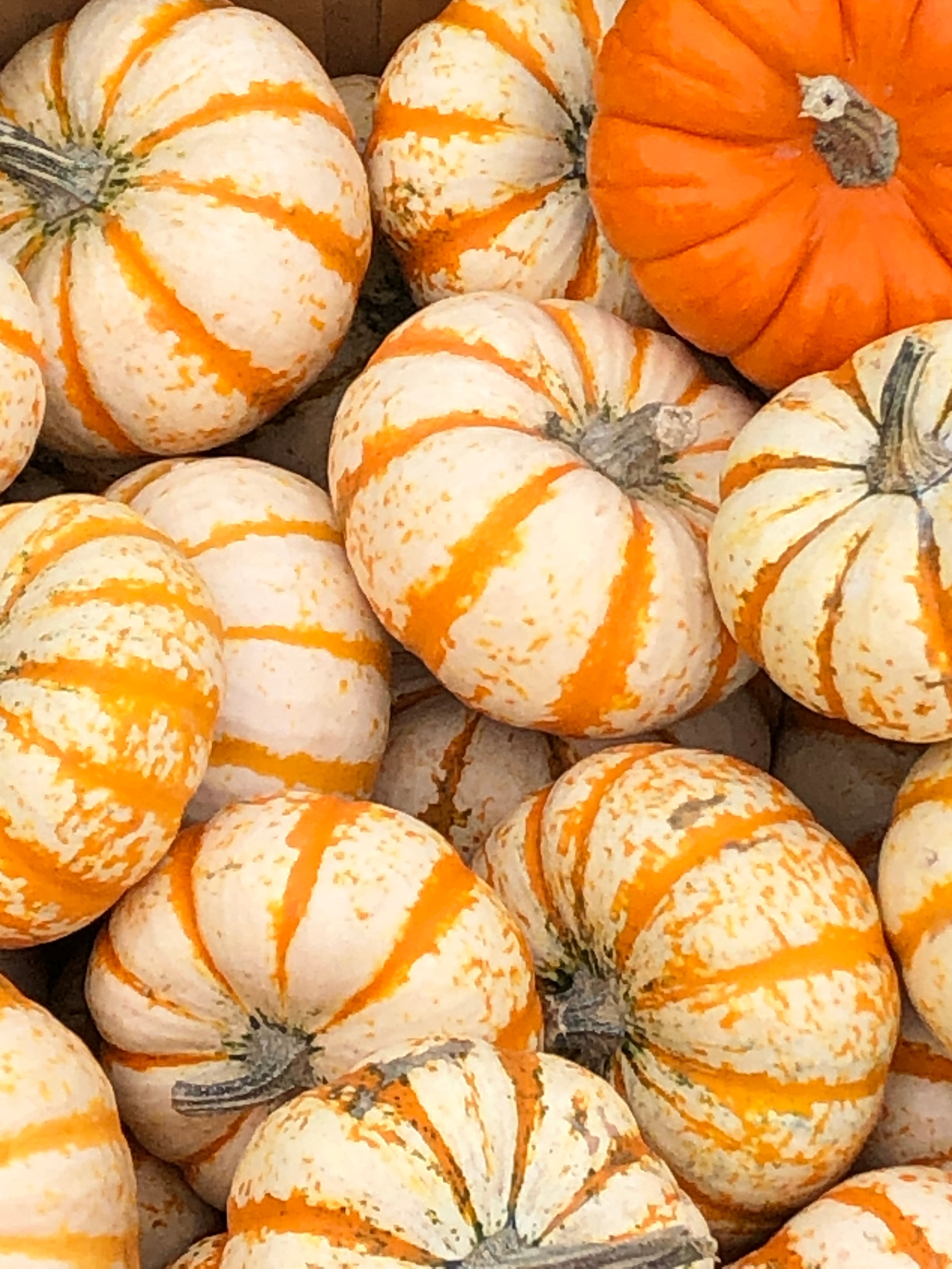 Striped Pumpkins The Peach Stand